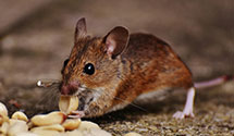 24 Hour & Emergency Exterminators in East Germantown, IN